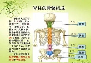 脊椎图片大全高清大图