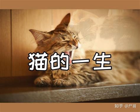 家猫怎么挑