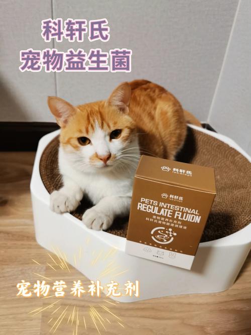 怎么选健康的猫