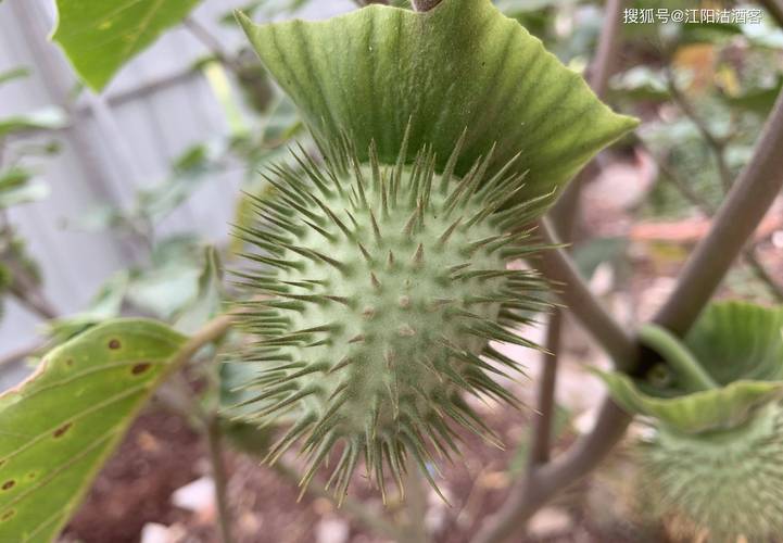 曼陀罗花功效主治与作用