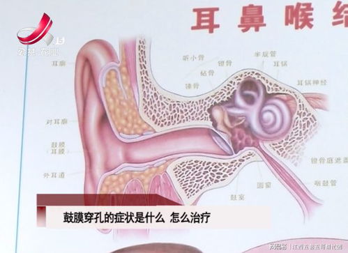 栗子的营养价值与功效百度百科