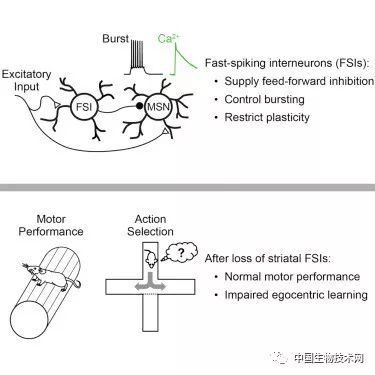 揭秘情绪调控之谜科学家绘制大脑情绪调节图谱