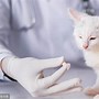 揭秘猫咪心理为何它们有时视主人为“弱者”？