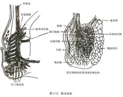 附件炎症状、诊断与治疗的综合解析