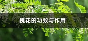 炒槐花的功效与作用传统食材的现代健康启示