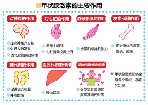 甲状腺激素的作用使atp分解成什么