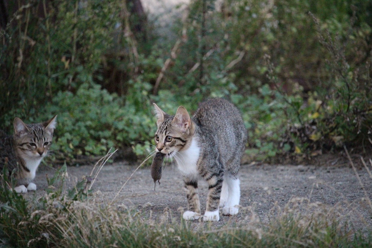 王欣瑜再现猫咪狩猎